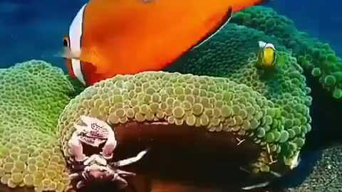 crab and clown fish family