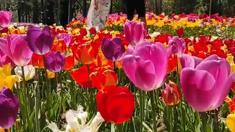 Walking through thousands of tulips 🌷🌷🌷