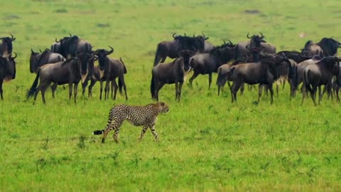 Cheetah Hunting| wild Animals|