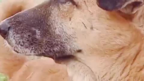 Polite dog likes to shake hands with... Babiezl