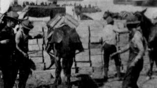 Packing Ammunition On Mules, Cuba (1898 Original Black & White Film)