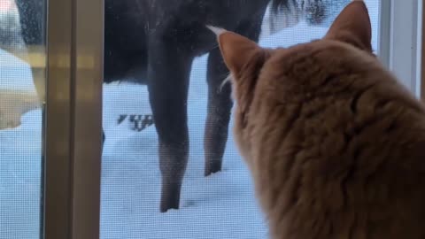 House Cat Watches Moose in Backyard