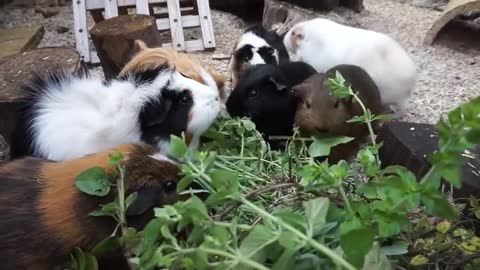 Setting Up an Outdoor Run for Rabbits | Rabbit Farming Philippines