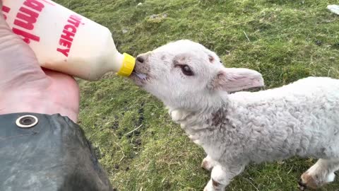 Life Of A Pet Lamb