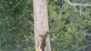 Pine Marten Chases Red Squirrel