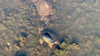 Larger snapping turtle failing to yield right of way