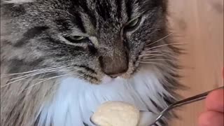 Bing Chiling | Cat who Loves Ice Cream