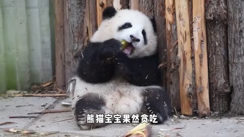 Panda hid at the door to scare the keeper.the camera captured the funny moment! 😅😅😅 #funny #panda