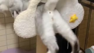 1 minutes of Cats Doing Funny things