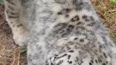 Angry Snow😡😡😡😡😡 leopard #shortvideo #king #snowleopard