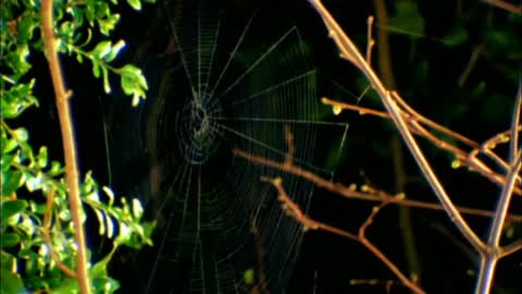 Documentary: Spiders Eight Legged Arachnid Predators - Death by Web