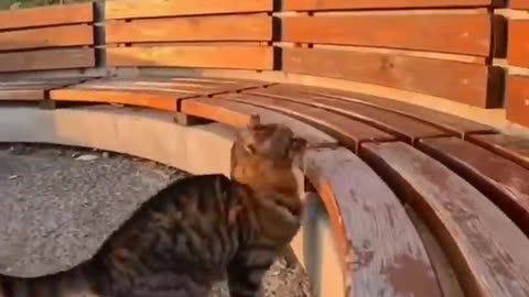 FUNNY 😂 CATS😺_DOGS🐶 and other cute🥰 animals funniest 😂animals video