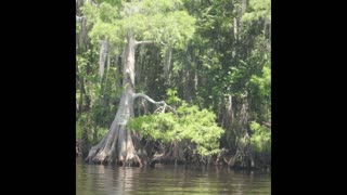 St John's River and wildlife 5 10 2023