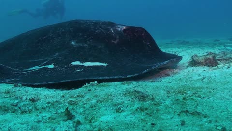 Stingrays are shark's cousin 10 facts about them