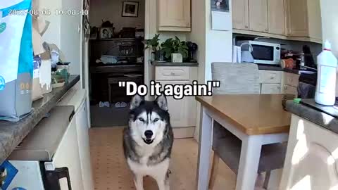 Scared Husky is BRAVE When I'm With Him!