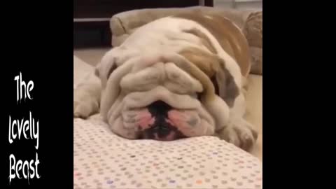 Bulldog too Lazy to move 🤣😂