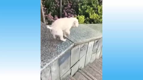 Top Funny Cat Videos Of The Weekly - Try Not To Laugh