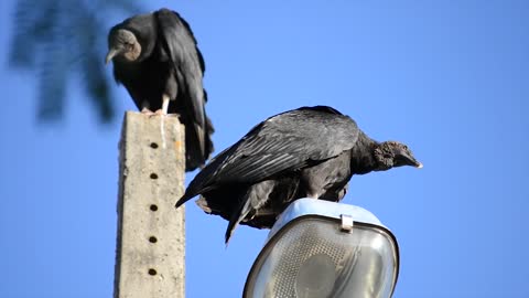 Buzzards Vulture Bird Butcher Brazil Fauna Nature