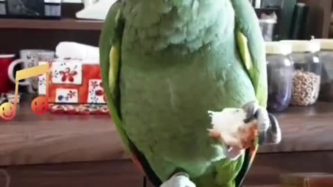 Cuckoo enjoying his breakfast 🍞❤