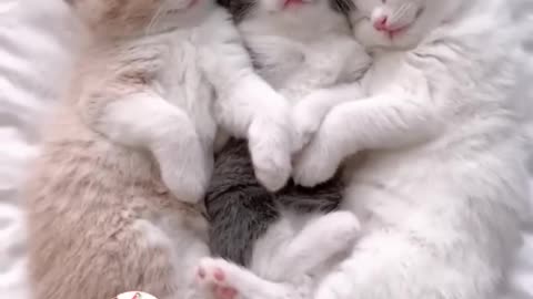 WOW, So Cute Sweet Kitty Cats Family