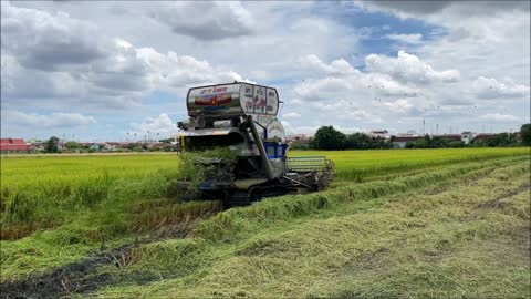 Thai farmers harvesting rice early this year Thailand