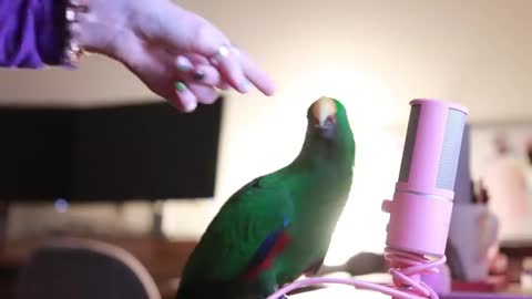 Bird Whispers Into Microphone for 5 Minutes Straight (to cure your sadness