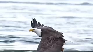 News Break: Eagle fishing