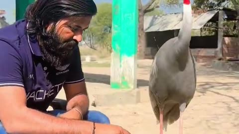 How an Indian man feeding his bird