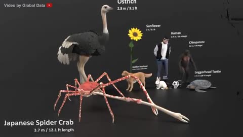 Universe Size in Perspective 3D 2024 | Atom to Universe Size Comparison 3d