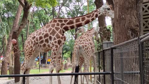 giraffe life in zoo