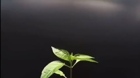 The process of growing Peppers