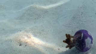Fish Hides Inside Jellyfish