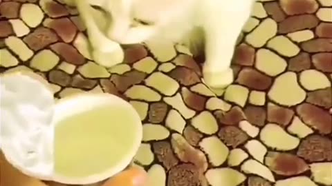 Funny cat video