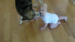 Dog loves to kiss baby