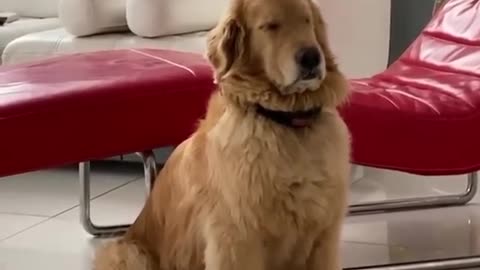 When it's too hard to wake up in the morning😮 |funny dog🐶🐕🐕‍🦺