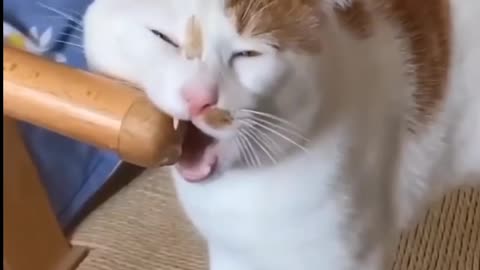 Cat video funny vlog