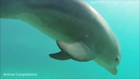 How dolfin fight in the ocean Dolfin in ocean drive how