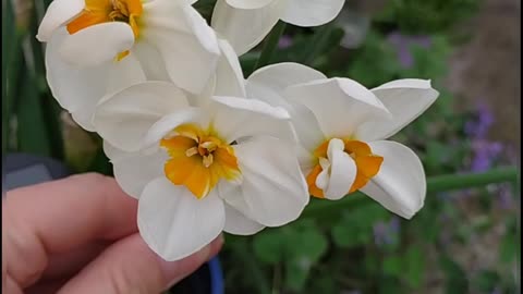 Bridal crown daffodils