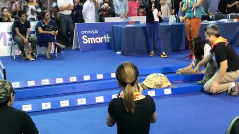 Tortoise vs. Hare - Who Wins?