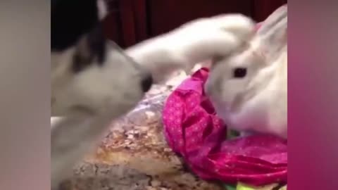 Dog adorably strokes Cute Bunny Rabbit and calms him down.