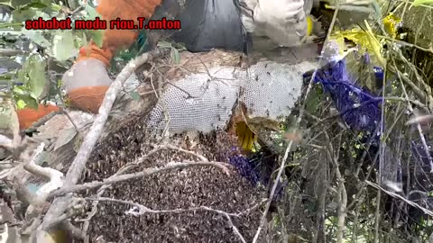 latest record super win nest. #honey #original #forest #riau #