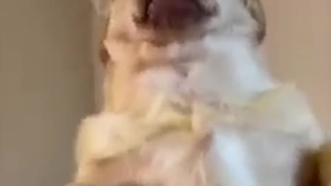 Super Funny Dog Videos Try Not Laugh