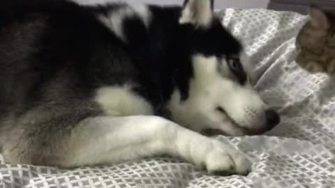 Crazy Husky and Cat Games