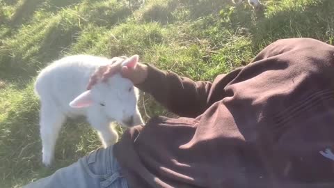 Cute Lamb Needs Attention