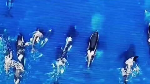 Killer whales' mating