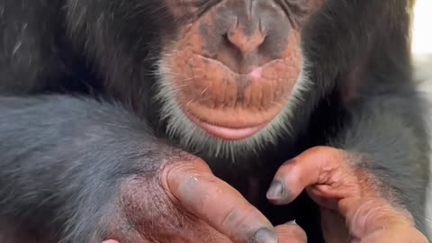 Baby Chimpanzee finds a baby Lizard