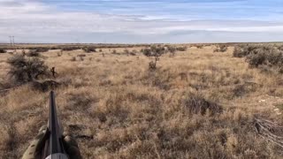 Rabbit hunting without a dog in idaho