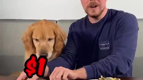 Feeding A Dog $1-$10.000 _stack