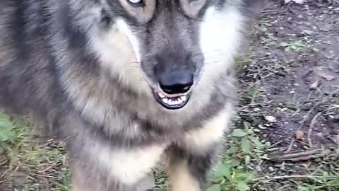 husky agouti