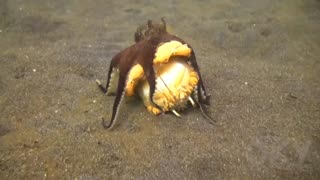Octopus fighting crab 😱😱😱